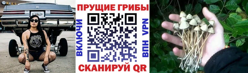 наркотики  Кировск  Галлюциногенные грибы Cubensis 